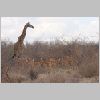 0199_ruaha_giraffe.jpg