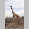 0201_ruaha_giraffe.jpg