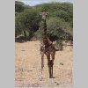 0298_ruaha_giraffe.jpg