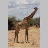 0314_ruaha_giraffe.jpg