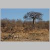 0351_ruaha_kudu_baobab.jpg
