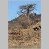 0354_ruaha_kudu_baobab.jpg