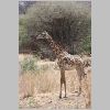 0388_ruaha_giraffe.jpg